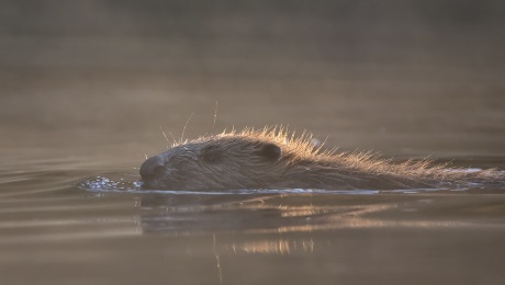 On beaver safari with Nordic Discovery. Photografer: Peter Carins